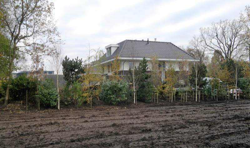 Rij pas geplante bomen op een kavel