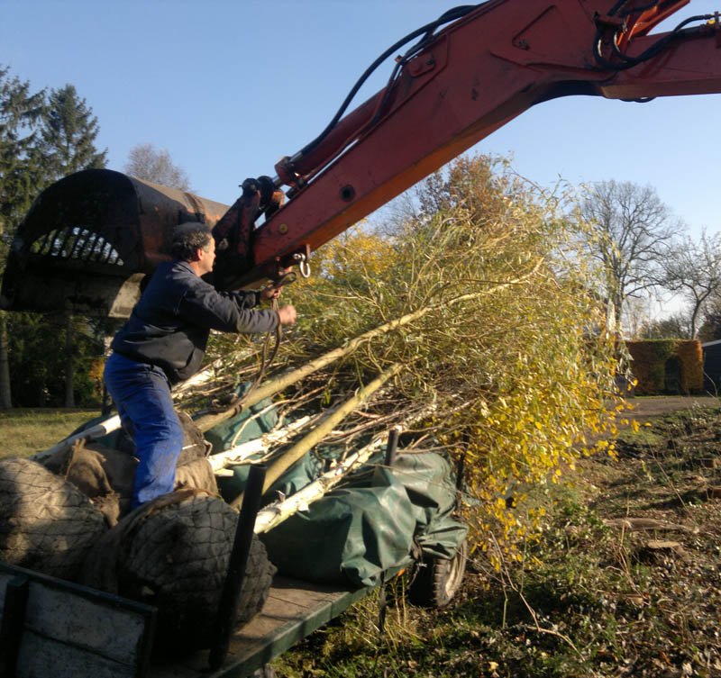 Een medewerker van Munneke Hoveniers plant grote bomen met behulp van een kraan