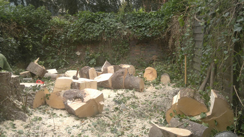 Stammen van een verantwoord gekapte boom in een tuin