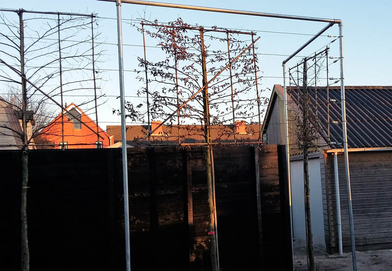 Nieuw geplaatste leibomen aan een frame