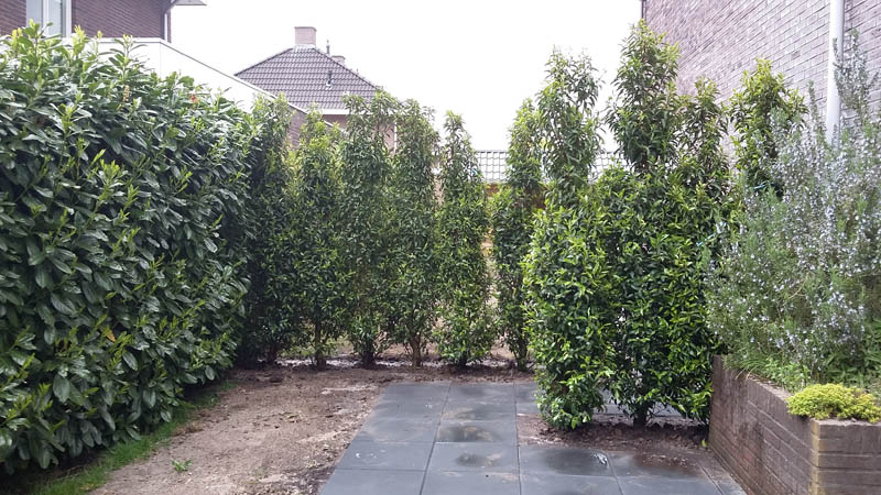 Laurierhaag geplant als erfafscheiding
